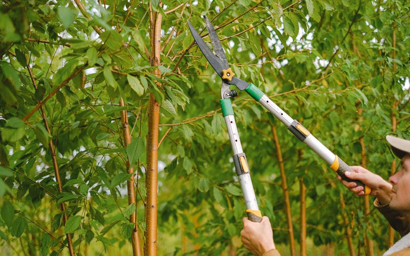 Tree trimming in Sweet Grass, MT