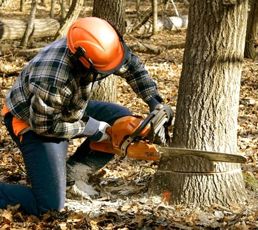 Tree Removal in Sweet Grass, MT
